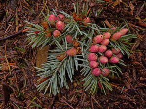 Douglas fir pollen cones. Photo by Peter Stevens (Flickr Creative Commons)