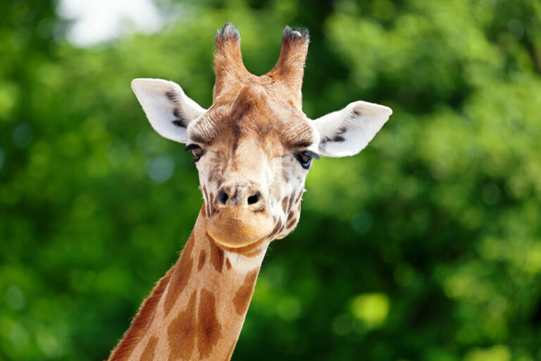 giraffe looking straight at the camera