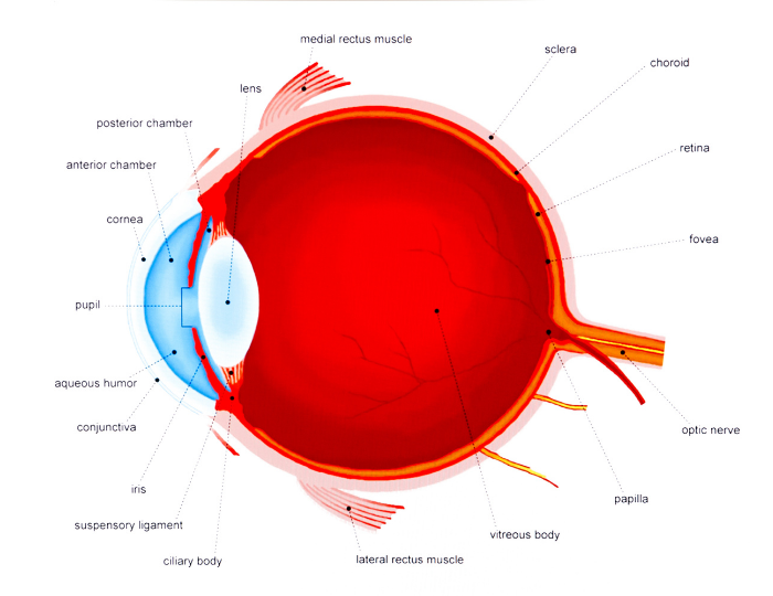 illustration of the eye ball for vision science activity