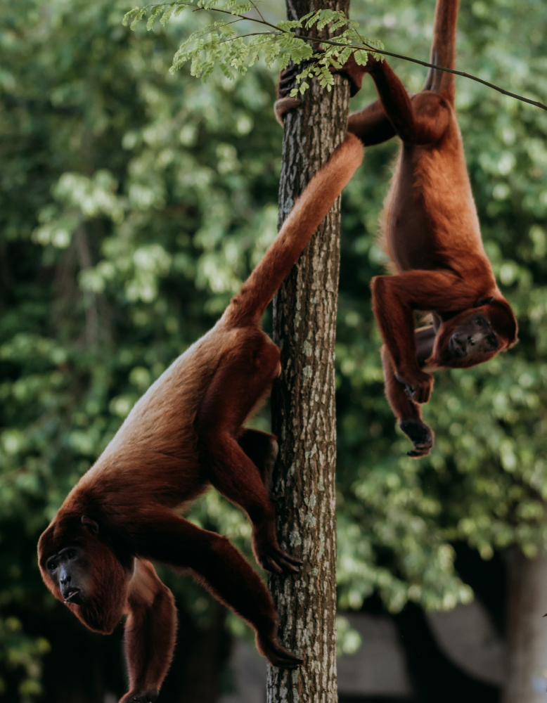 science lesson on monkeys and prehensile tails
