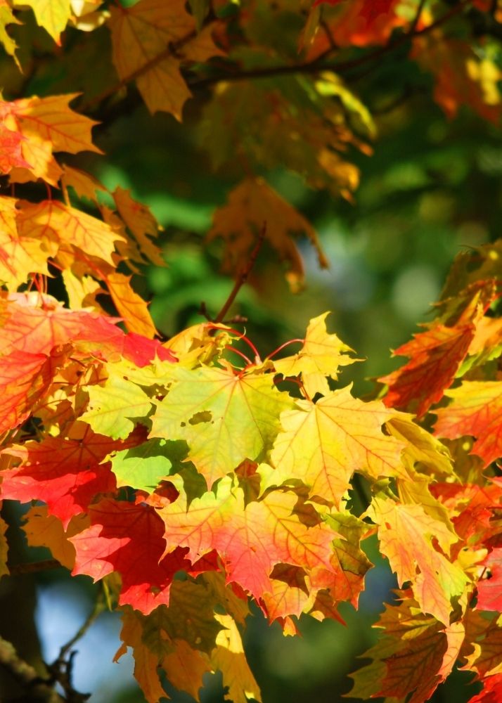 colourful autumn leaves