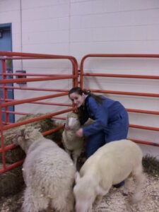 Veterinarian and CAGIS role model Brianne Davis with sheep