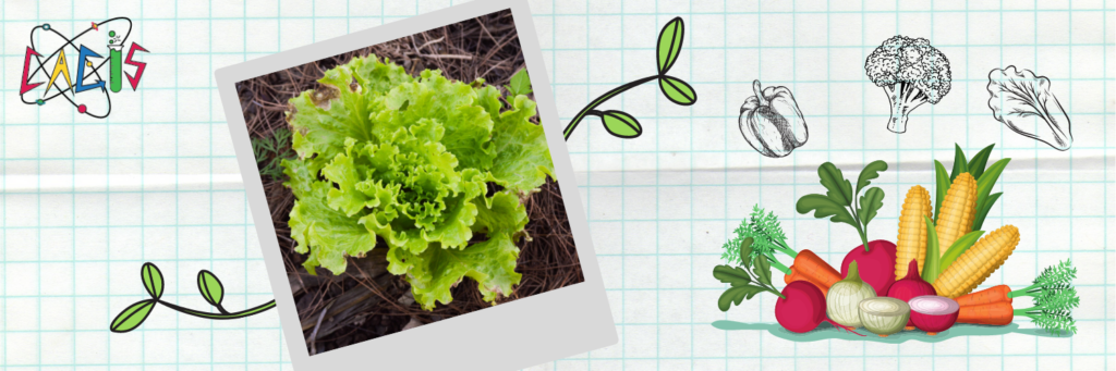 lettuce grown from kitchen table scraps