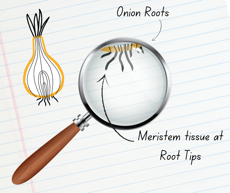 Diagram of an onion with meristem tissue identified.
