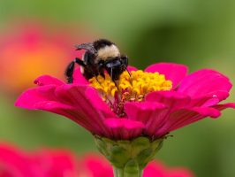 bee pollinating a pink flower