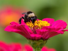 bee pollinating a pink flower