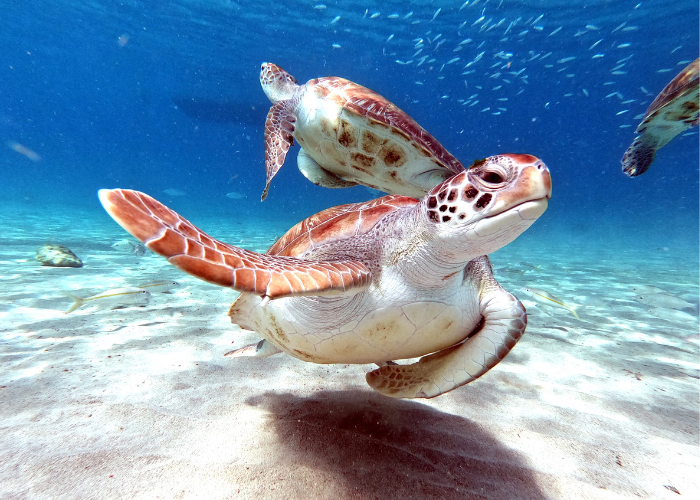 sea turtle swimming