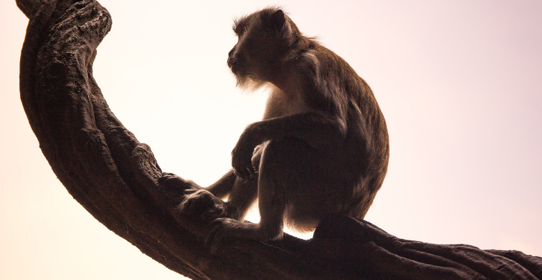 Long tailed macaque