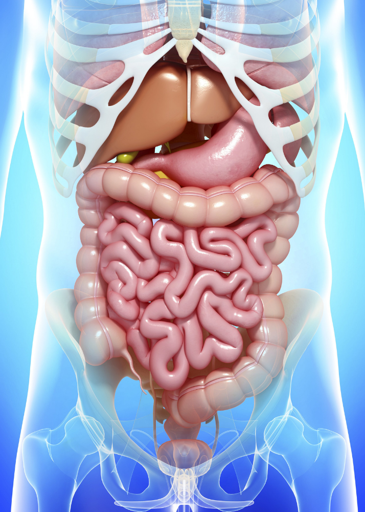 Digestive-Systems