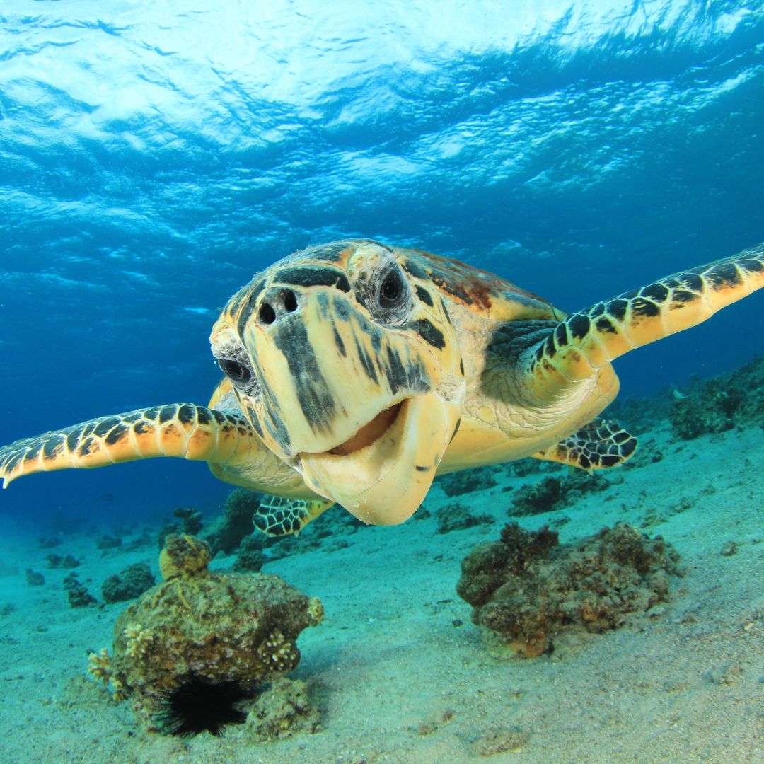 sea turtle swimming in turquoise water