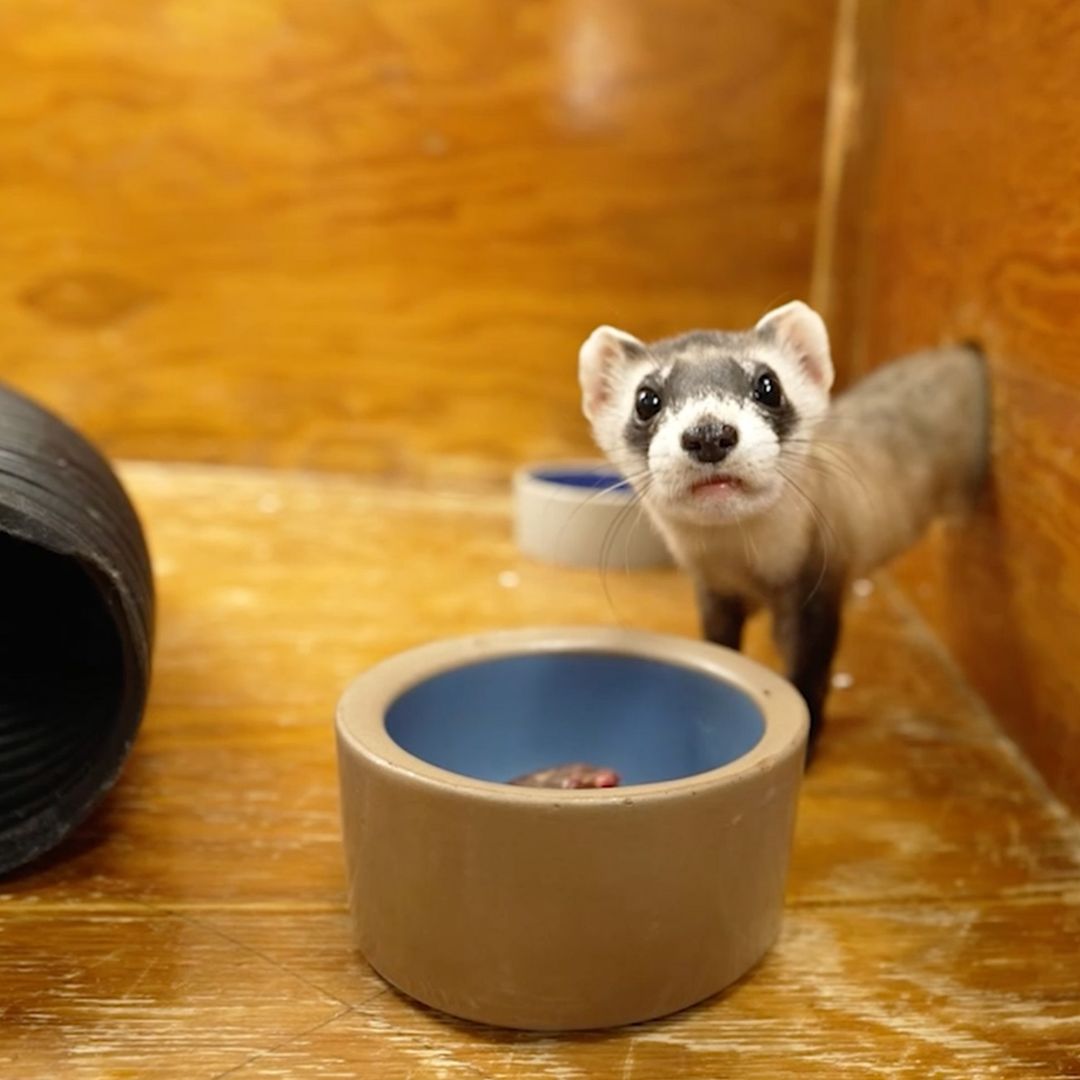 ferret at food bowl