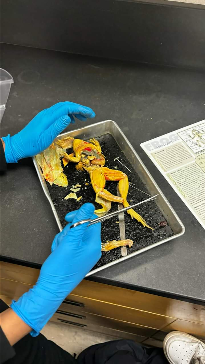 Frog being dissected