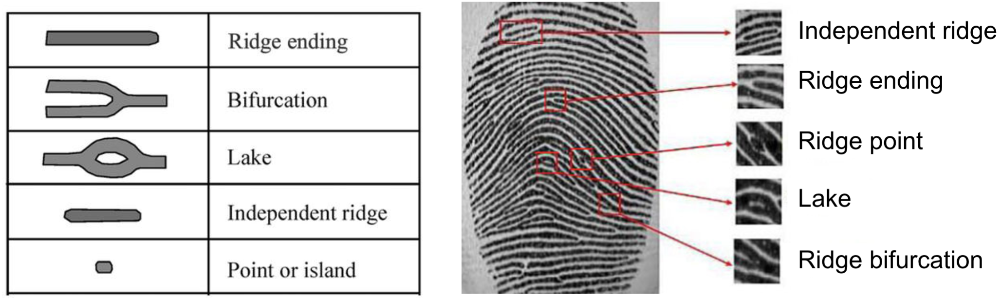 labelled fingerprint