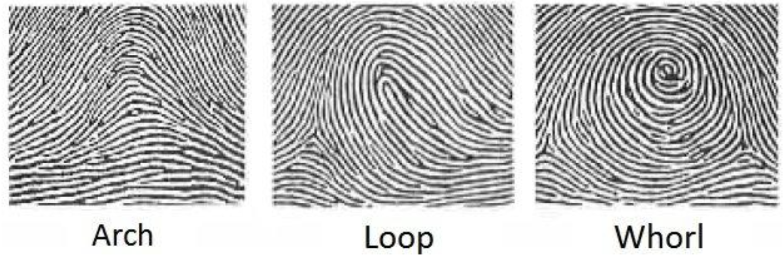 Three fingerprints representing the three different fingerprint patterns