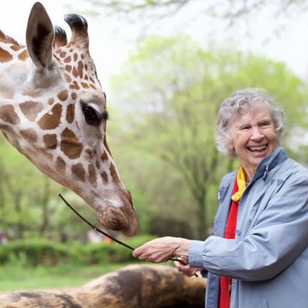 Dr Anne Innis Dagg feeding a giraffe